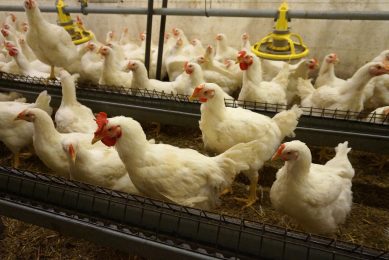 Reducing stress in heavy breeders. Photo: Cobb