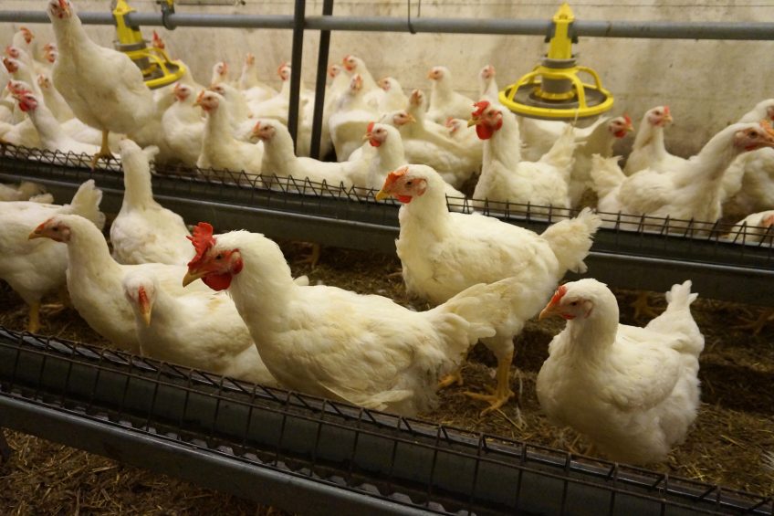Reducing stress in heavy breeders. Photo: Cobb