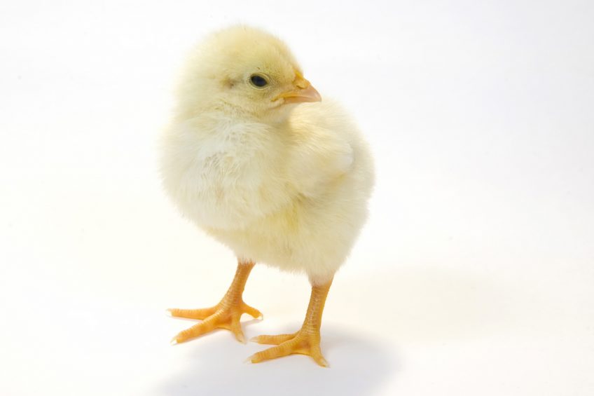 The results also found that the willingness to pay for dual-purpose products was proportionally lower for chicken than for eggs, probably because of the different price elasticity between the products. Photo: Dreamstime