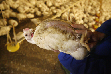 Many intestinal health problems remain undiscovered, so keeping a close eye on the birds is essential. <br /><br />