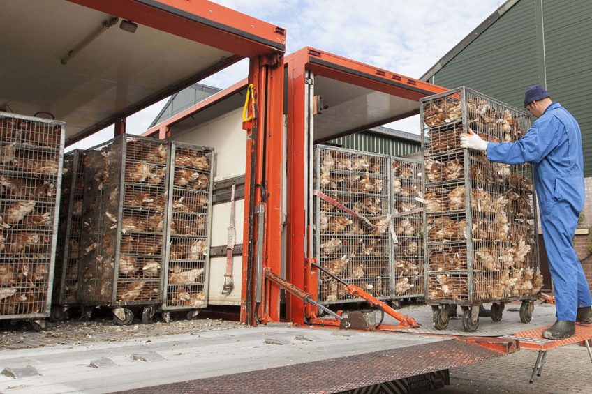 One common example of poultry stress is transportation. Photo: Koos Groenewold