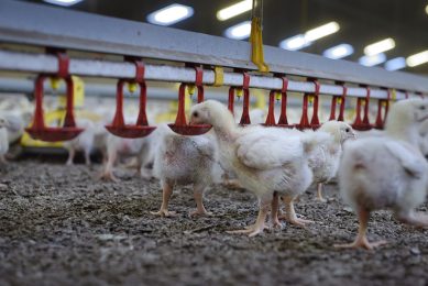 & the Australian chicken meat industry is in an enviable position globally with low and improved levels of AMR& ,  notes the Australian Chicken Meat Federation. Photo: Lex Salverda
