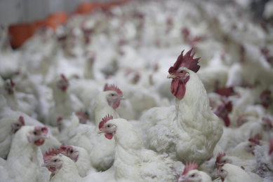 Breeder management: Do not forget the males