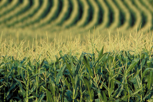 Indonesia: Poultry feed prices rise 4.5%
