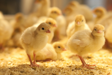Improving fat digestibility lowers cost price