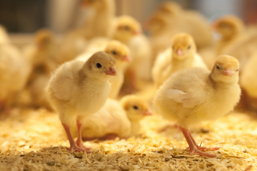 Improving fat digestibility lowers cost price