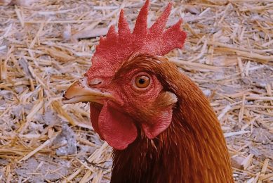 HPAI has been detected in a commercial layer flock in Japan. Photo: Lennon Cheng