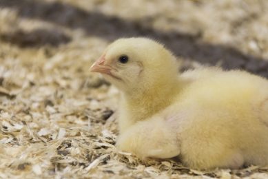 Virtual reality beginning to take off in the poultry house