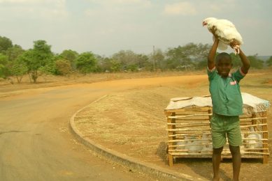 US$	 87 million is set to help revive Ghana s poultry sector and reduce imports of poultry meat. Photo: Tim Chesney