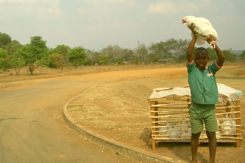 US$	 87 million is set to help revive Ghana s poultry sector and reduce imports of poultry meat. Photo: Tim Chesney