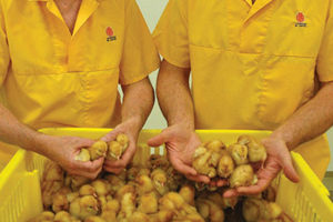 Lohmann GB waits on 100 millionth chick