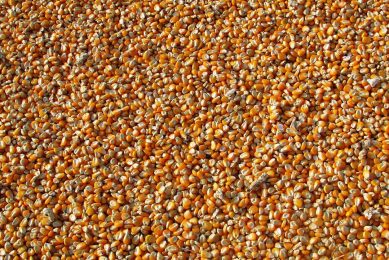 Maize forms a major part of the feed for the poultry sector. Photo: Vijaya Narasimha