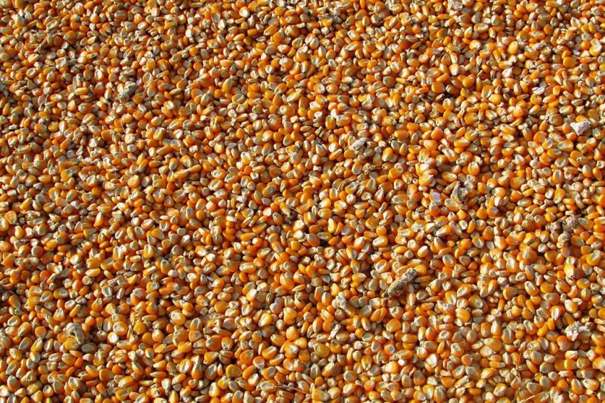 Maize forms a major part of the feed for the poultry sector. Photo: Vijaya Narasimha