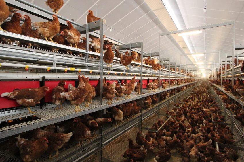 The best non-cage alternative: The aviary. Photo: JPE