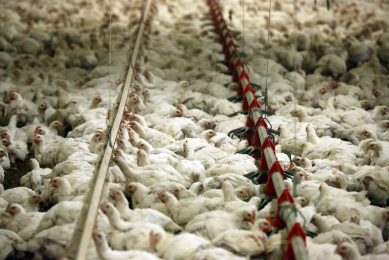 Broilers, cereals and wood