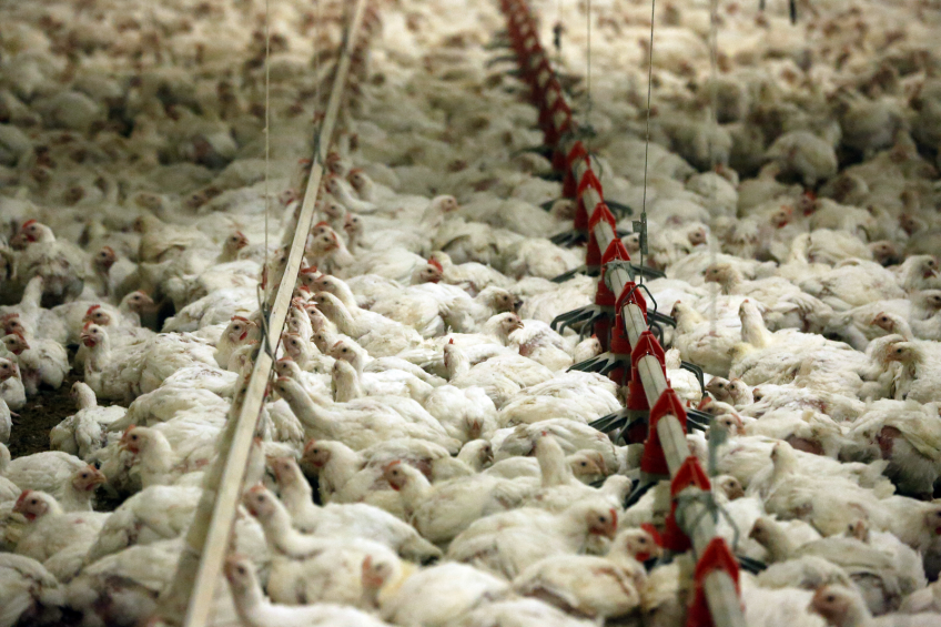 Broilers, cereals and wood