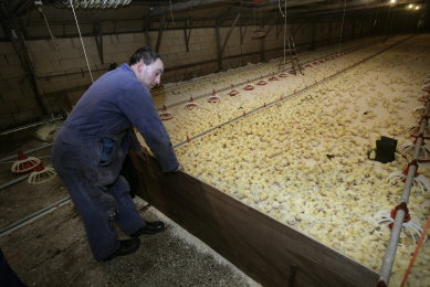 10 tips for successful chick placing
