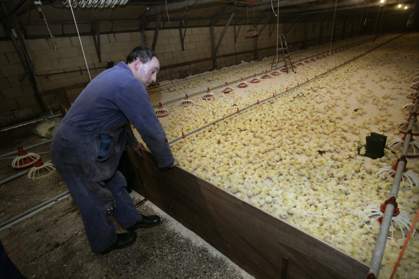 10 tips for successful chick placing
