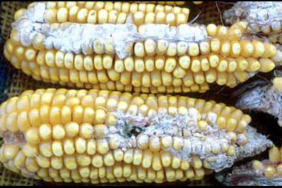 Survey confirms extent of mycotoxin problem in feed