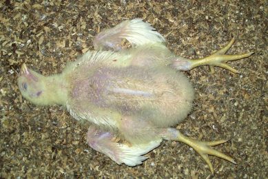 Sudden death syndrome (flip-over) can cause severe economical losses. Photo: GD