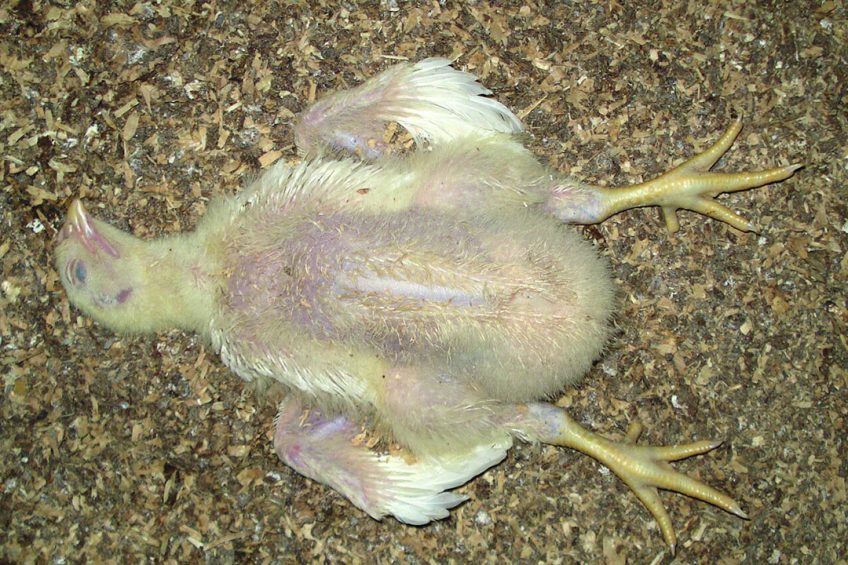 Sudden death syndrome (flip-over) can cause severe economical losses. Photo: GD