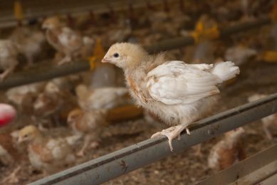 A guide to giving hens the best start in life. Photo: John Eveson