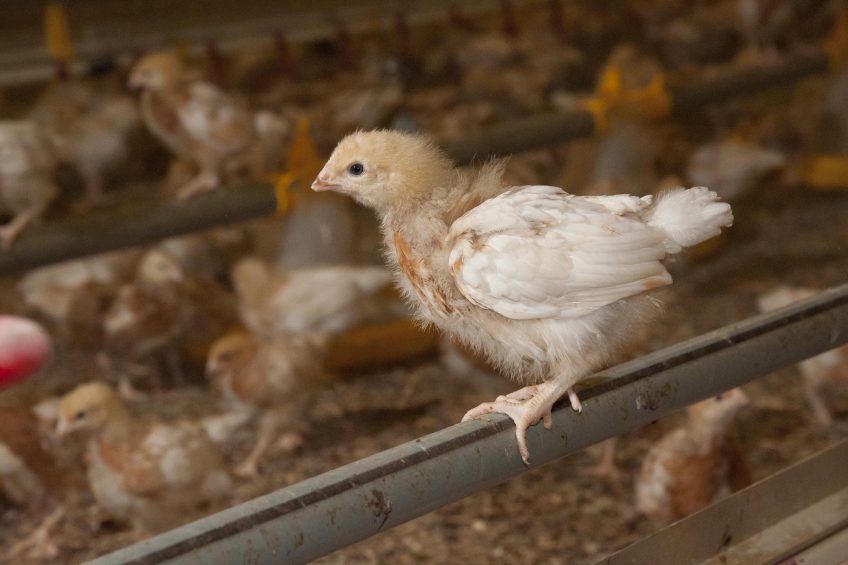 A guide to giving hens the best start in life. Photo: John Eveson