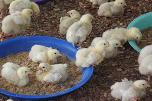 Peco Foods expands poultry feed mill