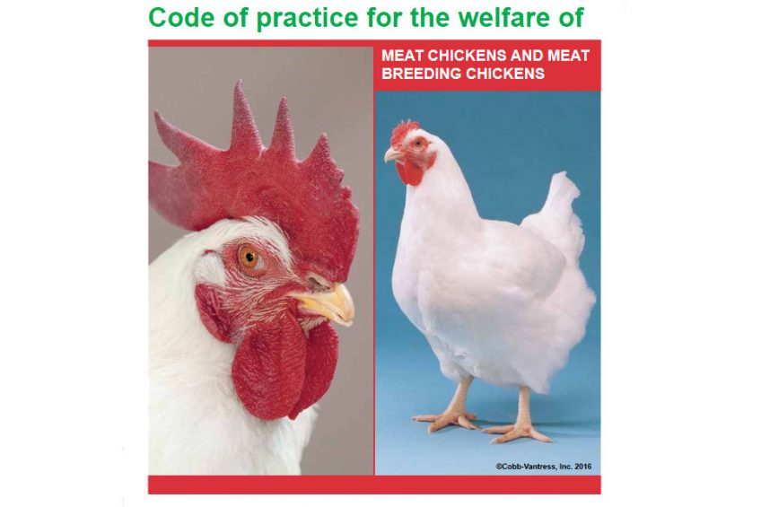 New welfare codes for broiler production launched. Photo: DEFRA