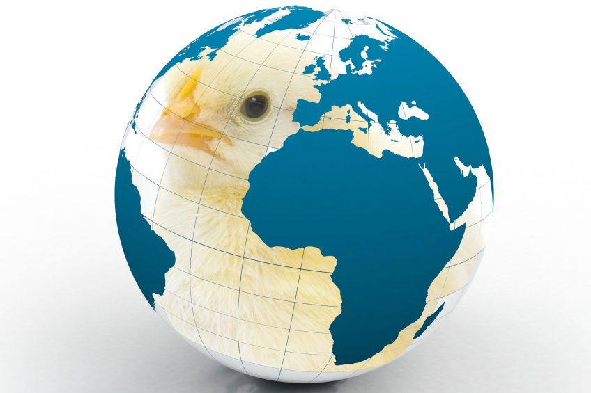 A great, big Poultry World