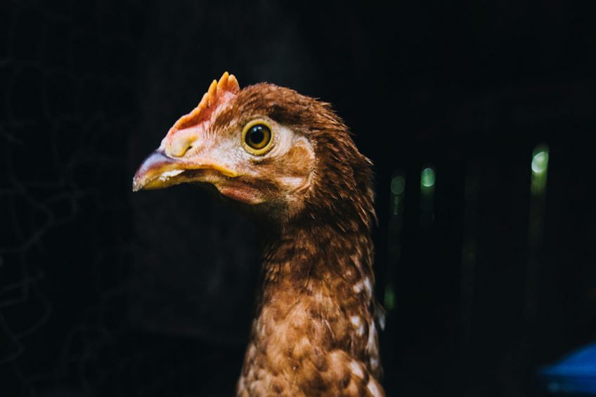 The first case of the H5N8 strain of bird flu virus has been passed to humans. Photo: Freepic