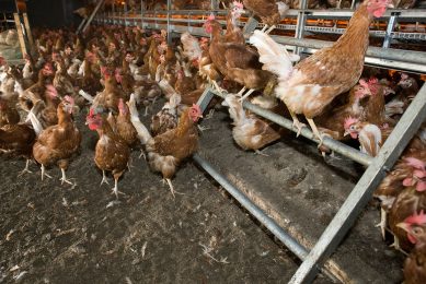 Cage free is the way forward for the industry, but some (not in photo) are cutting corners with limited access systems. Photo: Koos Groenewold