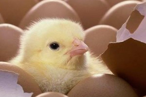 Incubation to hatch and the effects on chick quality