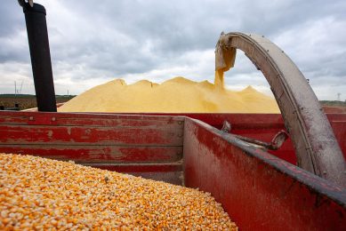 With corn prices at record levels, the feed ingredient is exported instead of used to feed Ukraine s birds. Photo: Koos van de Spek