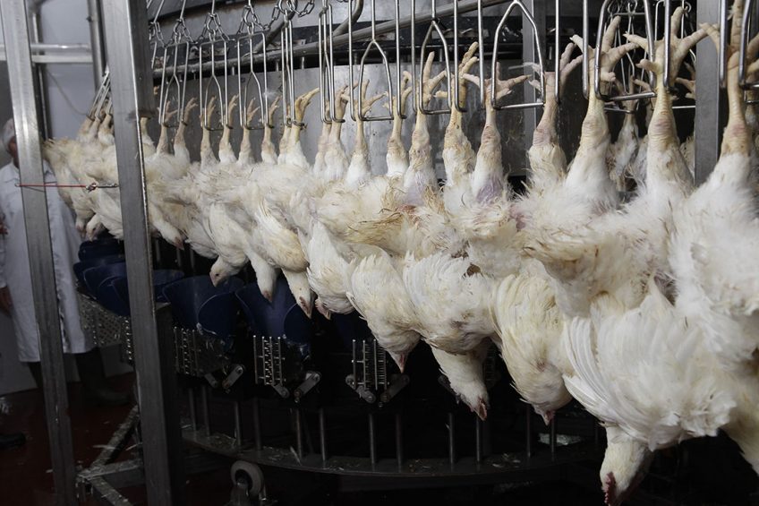 Tajik producers upped their production due to favourable conditions provided by the government. Photo: Hans Prinsen