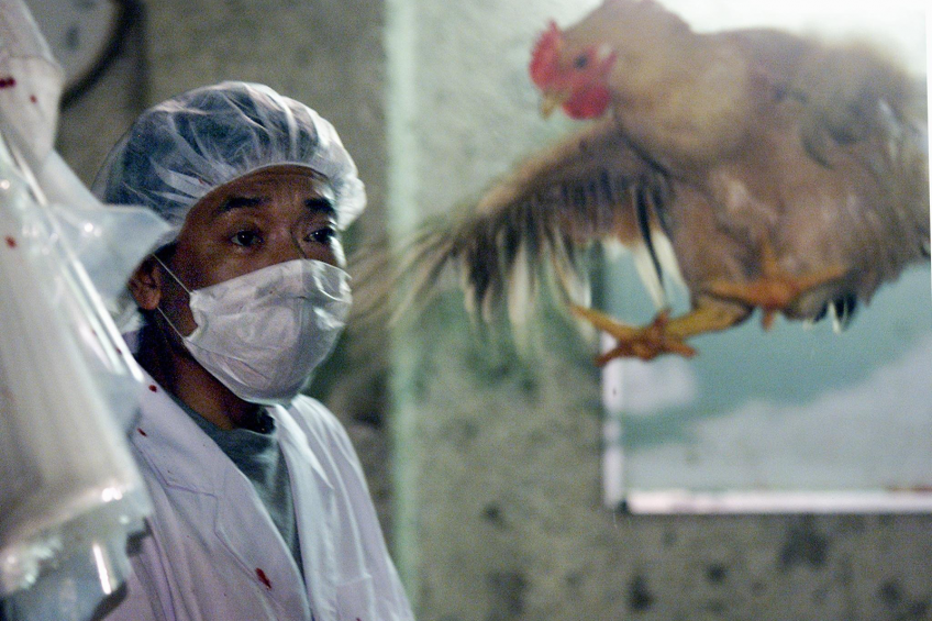 China bans US poultry and eggs because of HPAI