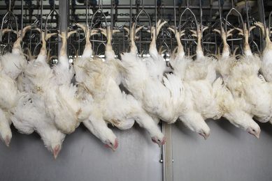 Bird welfare affected through unclear scientific terminology. Photo: Hans Prinsen