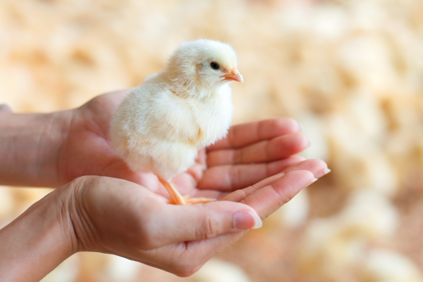 Photo: Shutterstock