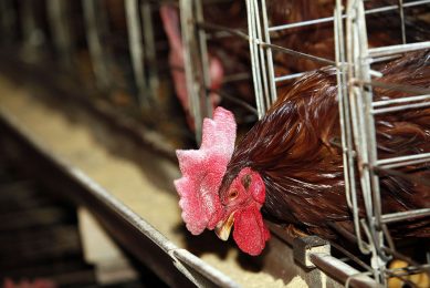 To meet the growing demand, China will have to implement a significant transition in its egg production systems. Photo: Henk Riswick