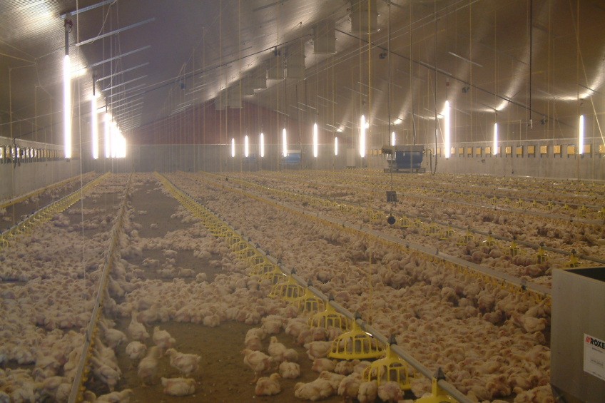 Phytogenic feed additives for sustainable poultry
production