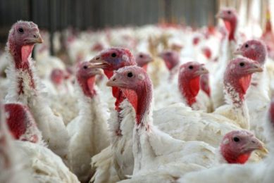 Brexit drives turkey company business to Europe