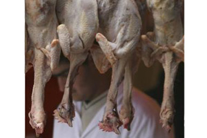 Miratorg starts production of halal poultry