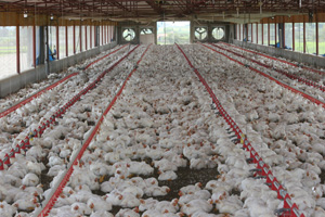 Scientists call for action on farm antibiotic use