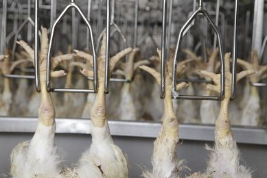 Many countries want to ensure chicken meat coming from Brazil in fear of missing out on essential supply during the Corona crisis. Photo: Hans Prinsen