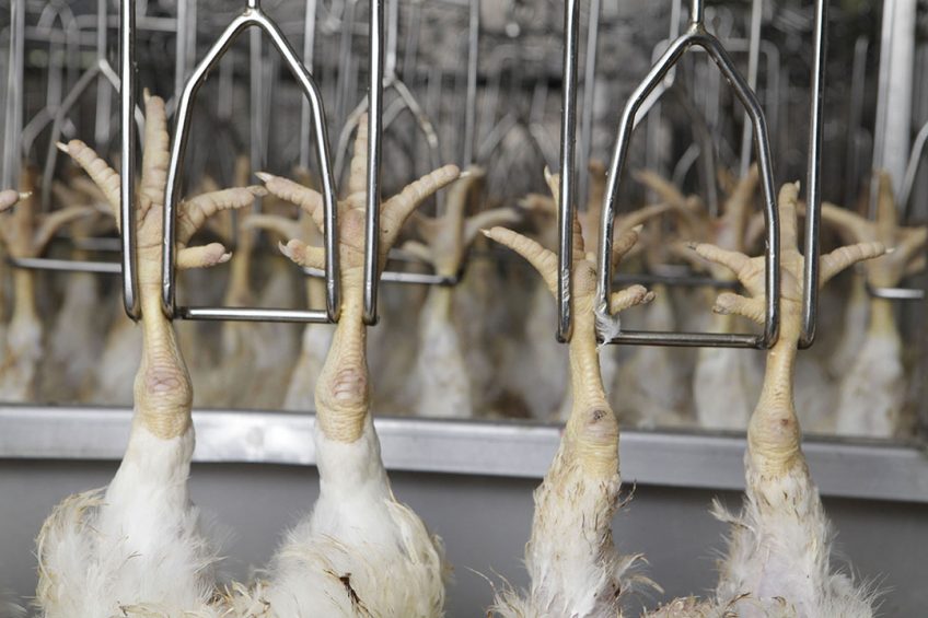 Many countries want to ensure chicken meat coming from Brazil in fear of missing out on essential supply during the Corona crisis. Photo: Hans Prinsen