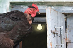 Chickens see the light thanks to Henlight trio