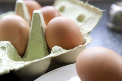 Eggs to enhance life and computer science sectors. Photo: Willem Schouten