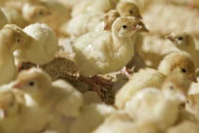 Production at the new Tambov Turkey project already started and set to grow as demand in Russia is growing fast too. Photo: Jan Willem Schouten