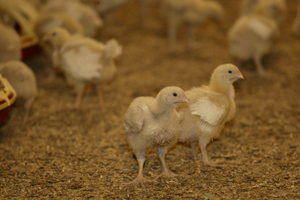 Reducing ammonia through direct-fed microbials