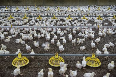 Another way to reduce undigested feed and ammonia emissions is to support digestibility with in-feed solutions. Photo: Lex Salverda